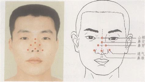 鼻準|鼻准的解釋